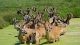 More than 300 deer will be killed at a Wisconsin farm found to have chronic wasting disease,