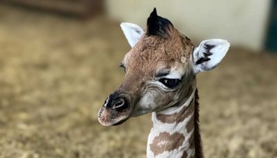 Keepers celebrate ‘little miracle baby’ giraffe born at Hampshire zoo