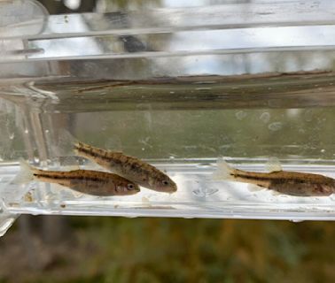 Conservation group seeks Endangered Species Act protections for Nevada desert fish