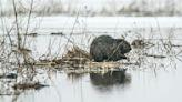 Beavers and oysters are helping restore lost ecosystems with their engineering skills – podcast