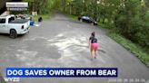 Minnesota woman says 'smart' dog lured bear away from her: VIDEO