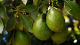 Cuánto tiempo tarda en dar fruto un árbol de palta