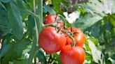Tomatoes shouldn't be planted near these 4 crops - it 'can lead to trouble'