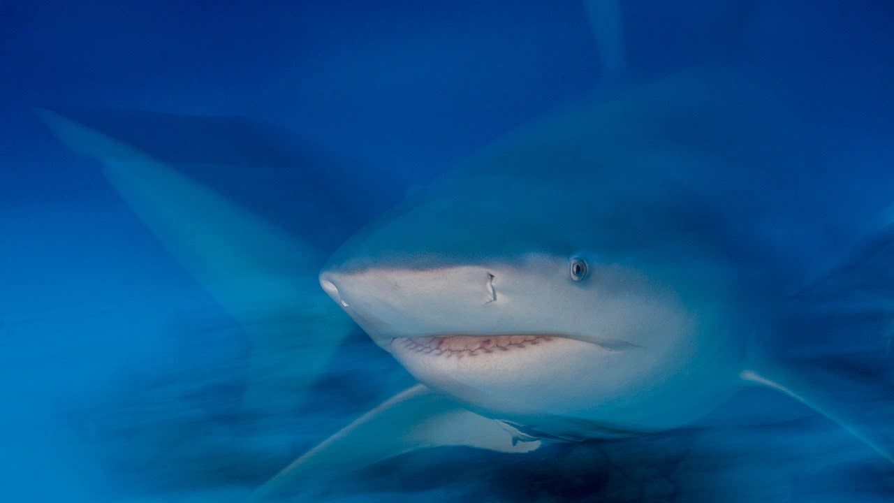 British tourist has hand, thigh severed after being mauled by bull shark in Caribbean: 'Lucky to be alive'