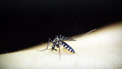 夏季來臨廣東蚊蟲白蟻肆虐 女子分享母親被蜱蟲咬發病後7天死亡