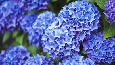 Hydrangea flowers thrive and bloom all summer if you use three household items