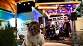 Want to bring your dog to happy hour? These Bellingham bars and breweries are dog-friendly