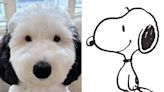 Snoopy Look-alike Bayley the Mini Sheepadoodle Is Winning the Hearts of the Internet