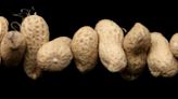 Feeding babies peanuts protects from allergy into adolescence, study finds