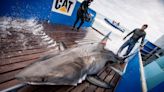 A great white shark’s year-old satellite tracking tag washes up on Ocean Isle Beach