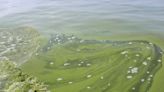 U-M awarded $6.5M grant to study harmful algal blooms, human health across Great Lakes