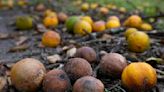 Florida's smallest citrus crop in a century to put squeeze on shoppers