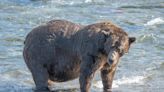 Fat Bear Week is back to crown Alaska's fattest brown bear