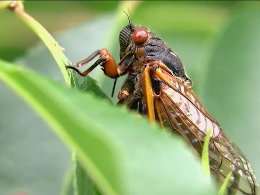 Cicadas in Virginia and North Carolina: Can dogs get sick from eating them?