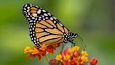 Milkweed and monitoring: How to support monarch butterfly populations