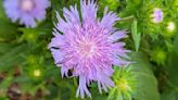 Matthew Stevens: Stoke’s aster's non-finicky nature is a gift to gardeners