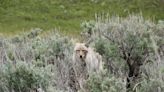 Ada County alerts trail users to aggressive coyote behavior near Oregon Trail Recreation Area