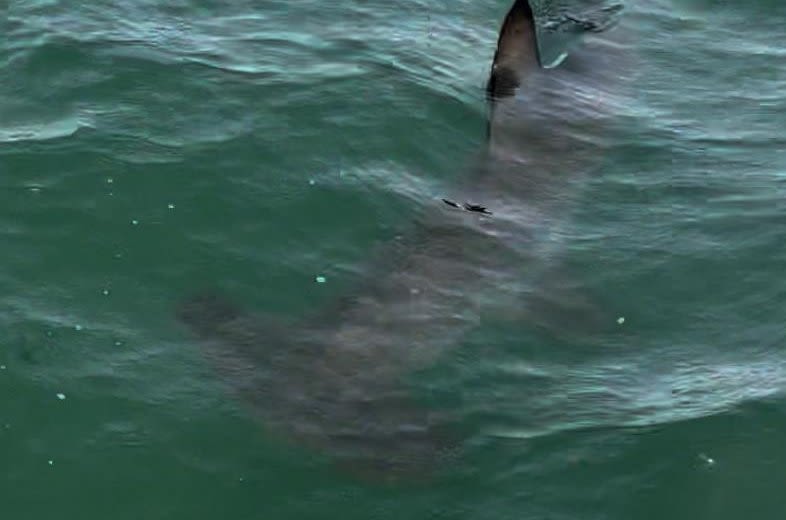 Look: Smooth hammerhead shark makes rare visit to Cape Cod - UPI.com