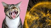 Science news this week: The many faces of cats and an impending solar maximum