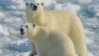 Two Polar Bears Kill Worker at Remote Arctic Base in Rare Attack