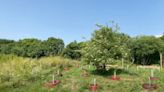 Mental health professional opens community garden therapy project on disused land: 'I am really interested in eco therapy'