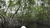 Mangroves protect communities from storms. Half are at risk of collapse, report finds