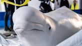 Beluga whales rescued from bombing in Ukraine