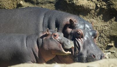 Just Askin': How many animals were born at Cincinnati Zoo in the last 10 years?