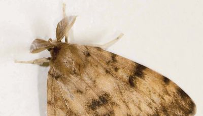 Moth infestation in Haywood to be treated