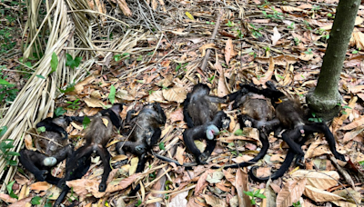 Mueren 83 monos aulladores por calor extremo en Tabasco