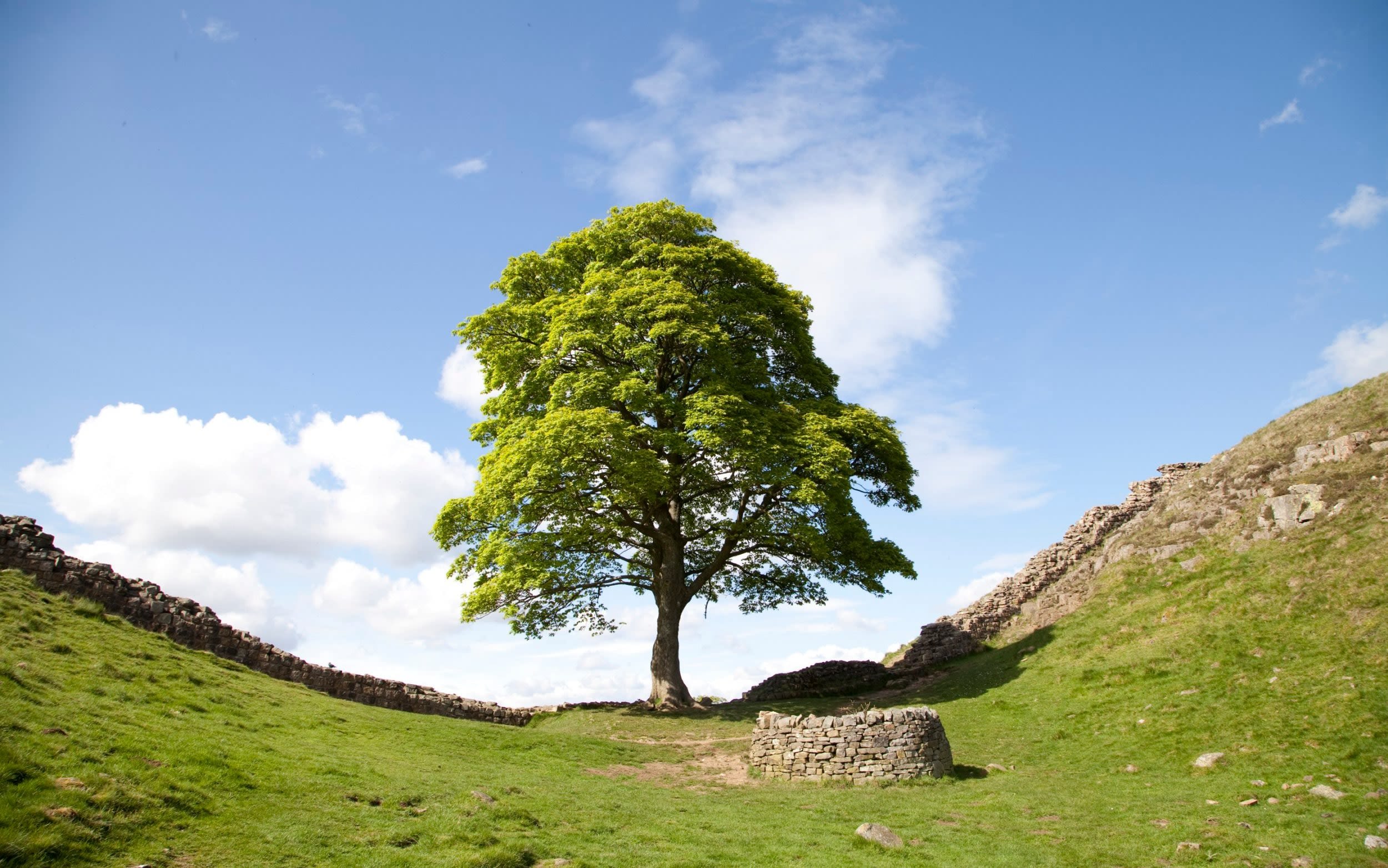 Why a royal touch could make the Sycamore Gap saplings worth more than the original tree