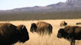 Bison are already iconic, but new research also looks at their role in carbon storage