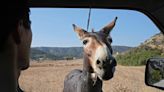 3 Things You Must See: Wouldn't Life Be Better with a Seeing Eye Donkey? | 94.5 The Buzz | The Rod Ryan Show