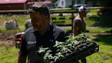 New York's 1st legal marijuana crop sprouts under the sun
