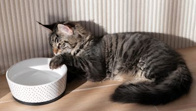 Maine Coon Cat's Odd Way of Drinking Water Is the Cutest Chaos