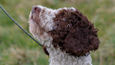 Spanish Water Dog Chooses ‘Violence’ With Ball Launcher and People Can Relate