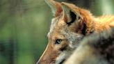 Clever coyotes may be victims of their own success