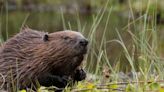 Beavers helping to tackle environmental impact of heatwaves, National Trust says