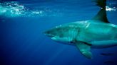 California Shark Warning System In Jeopardy Due To Budget Cuts