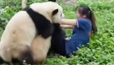 Shocking moment raging pandas attack zookeeper in China in front of horrified crowd