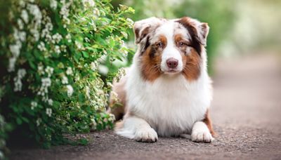 Blind Australian Shepherd Shows How She 'Changes Colors' To Bring Awareness to Rare Disease