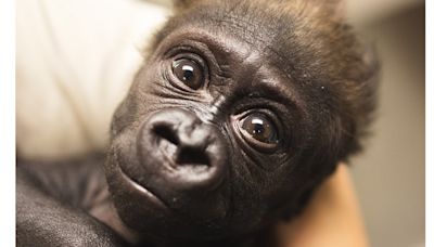 'Such an amazing journey': Cleveland Metroparks Zoo share update on baby gorilla Jameela's progress amid fostering effort