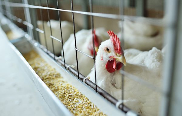 Four more human bird flu cases confirmed in US: What are the symptoms?