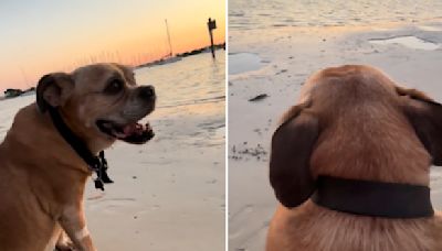 'We Were Crying On The Way Home': A Sunset, A Dog, And A Heartwarming Moment