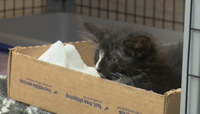 Rogue Valley Humane Society urging the public to stop illegal pet dumping