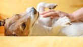 How to improve dog gut health