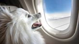 BARK Launches BARK Air, Designed for Dogs to Fly First Class