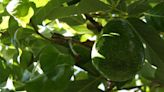 Estos son los increíbles beneficios de la hoja de aguacate, árbol que evita el insomnio