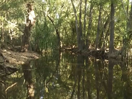 Police find remains of girl snatched by a crocodile while swimming in northern Australia