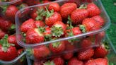 Future of British berry-growing sector ‘hangs in balance’